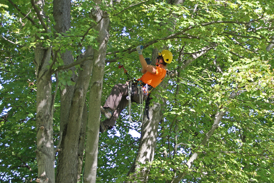 Kaj je arboristika - arborist pri delu.